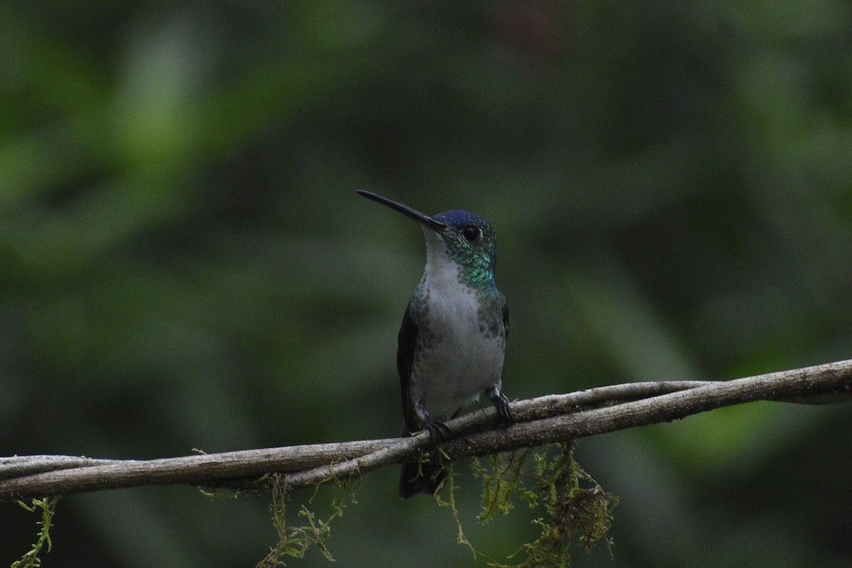 kolibřík andský - ML619414578
