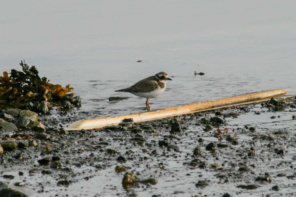 Common Ringed Plover - ML619414581