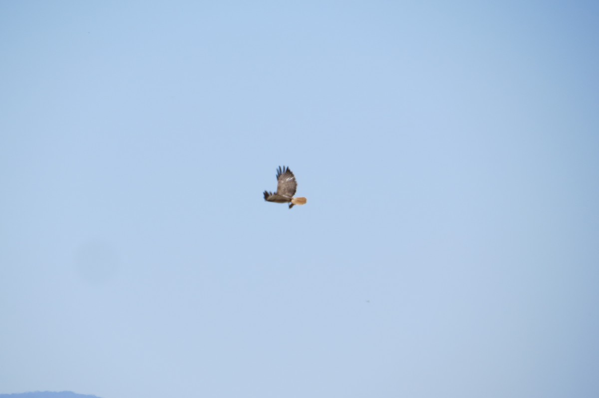 Red-tailed Hawk - ML619414599