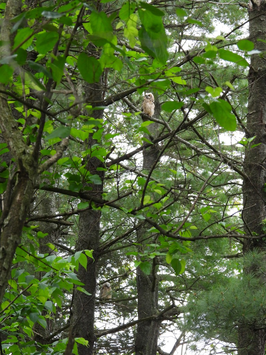 Great Horned Owl - ML619414641