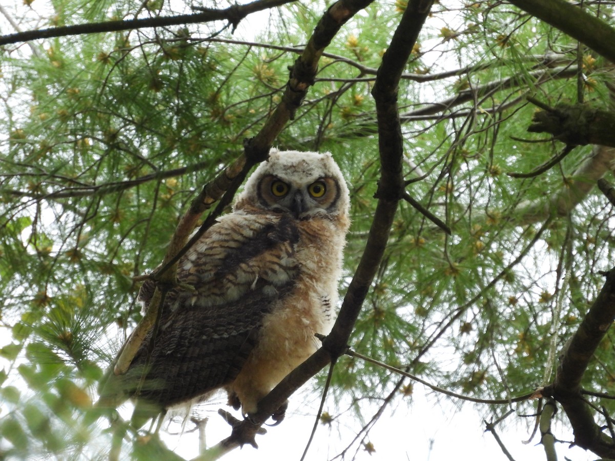 Great Horned Owl - ML619414642