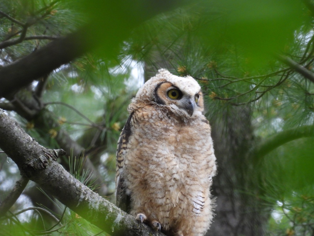 Great Horned Owl - ML619414643