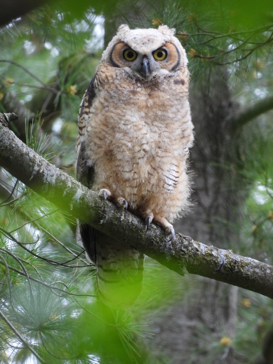 Great Horned Owl - ML619414644