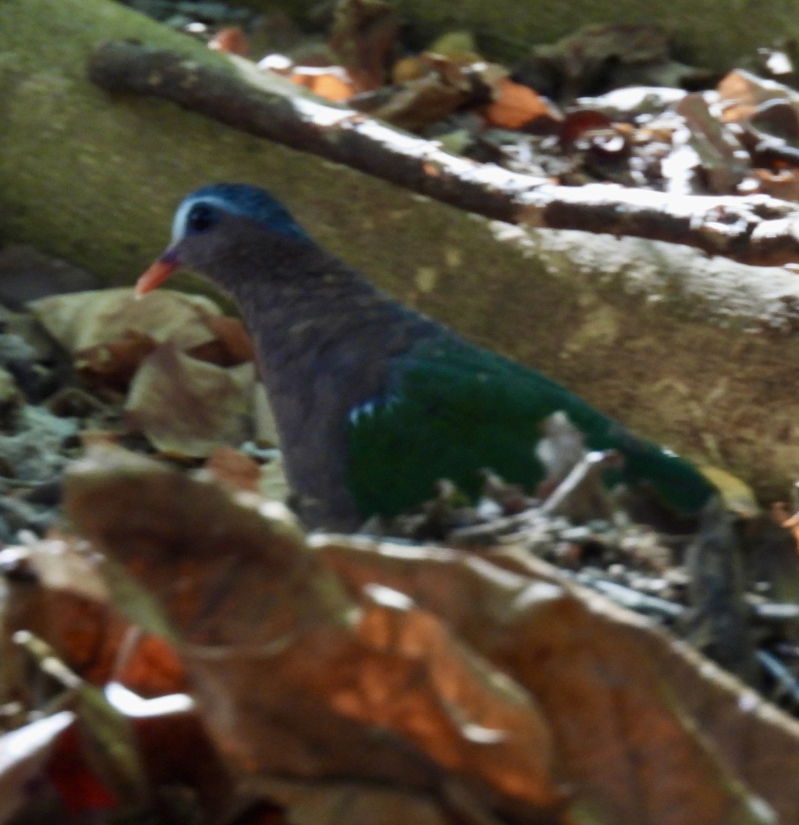Asian Emerald Dove - ML619414703