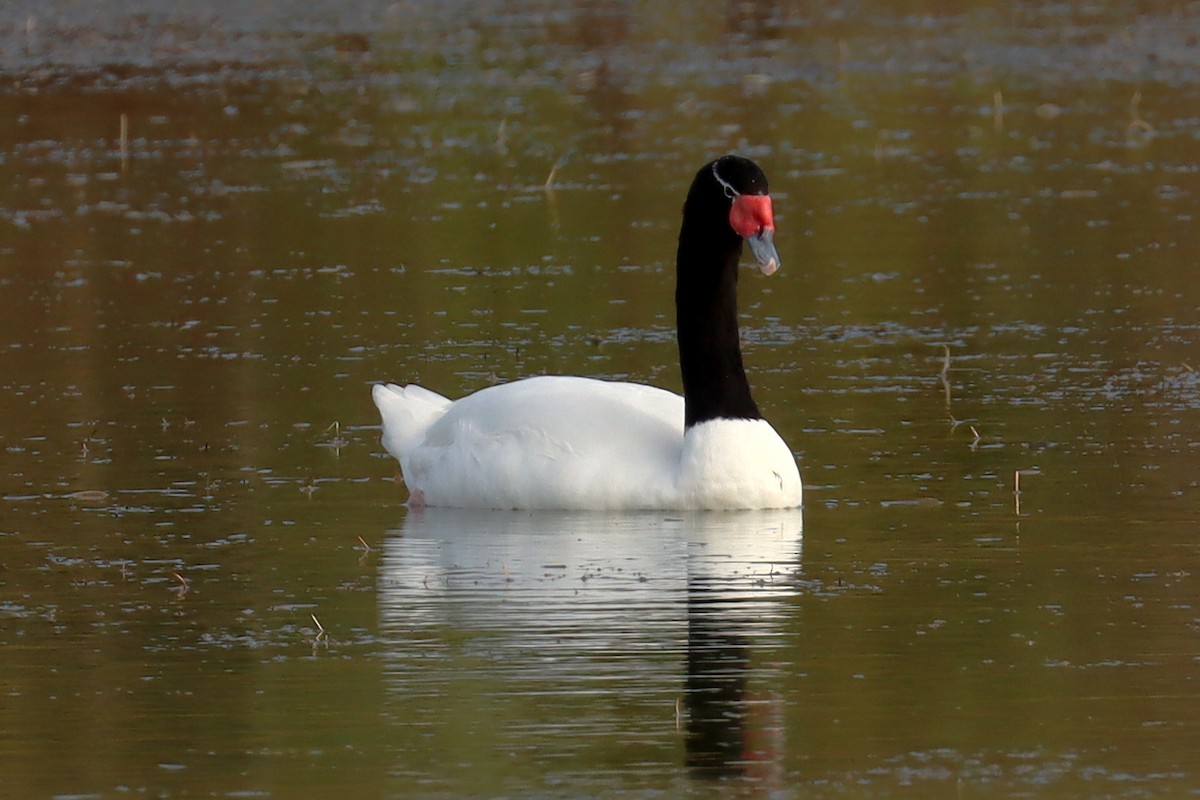 Black-necked Swan - ML619414705
