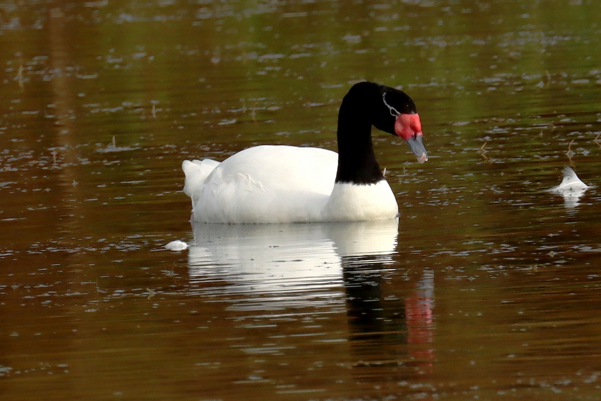 Black-necked Swan - ML619414706