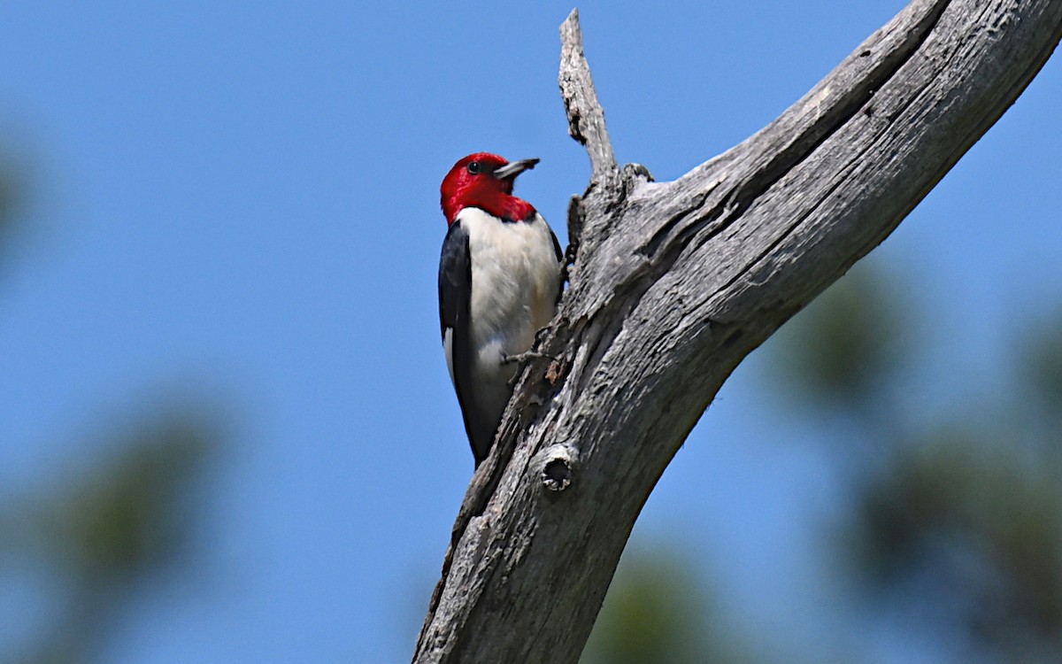 Red-headed Woodpecker - ML619414780