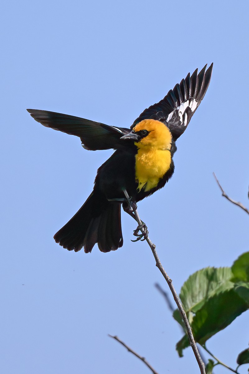 Yellow-headed Blackbird - ML619414829