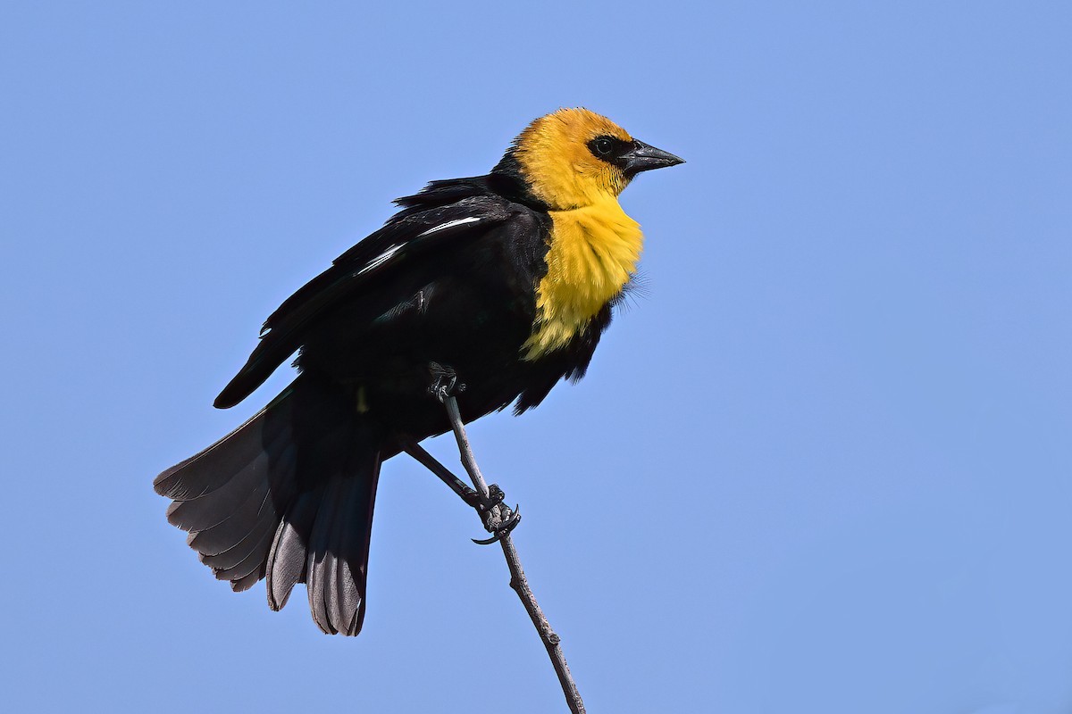 Yellow-headed Blackbird - ML619414838
