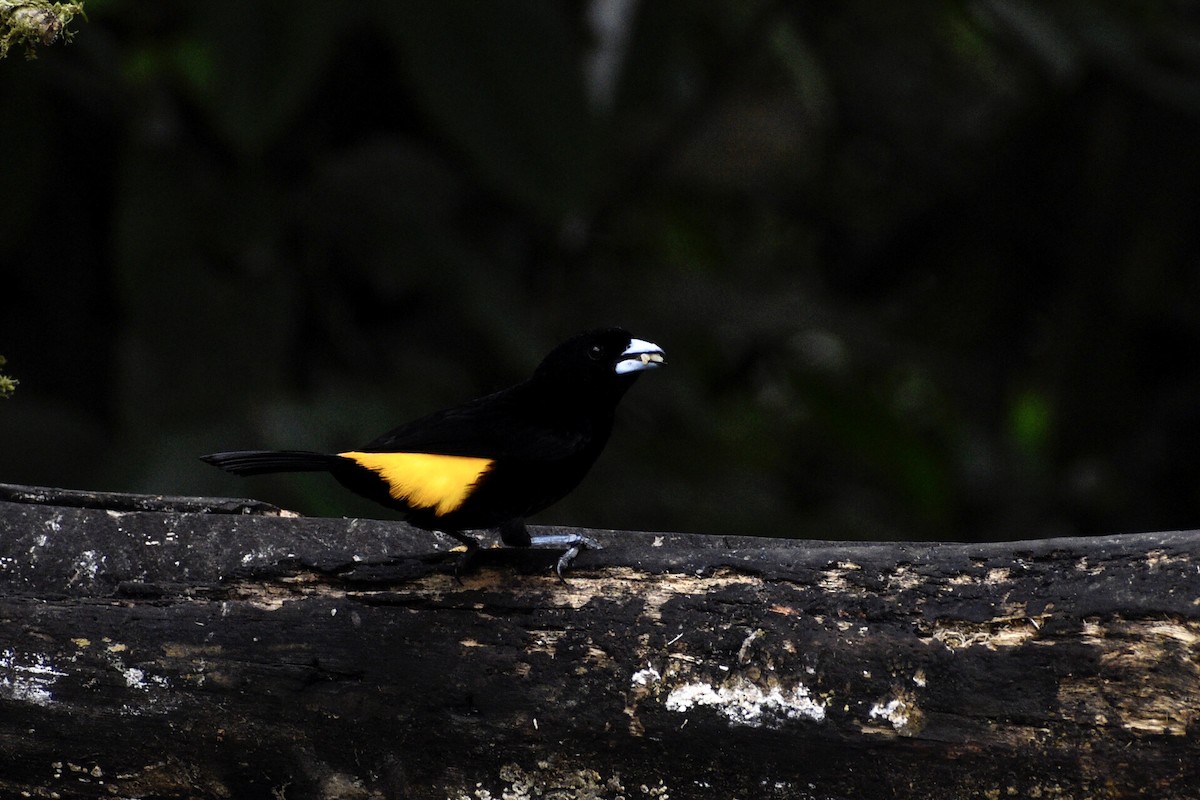 Flame-rumped Tanager - ML619414844