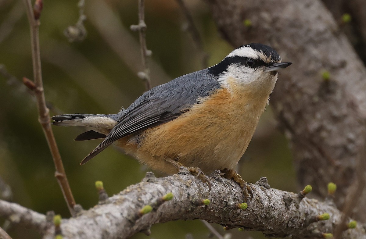 Red-breasted Nuthatch - ML619414846