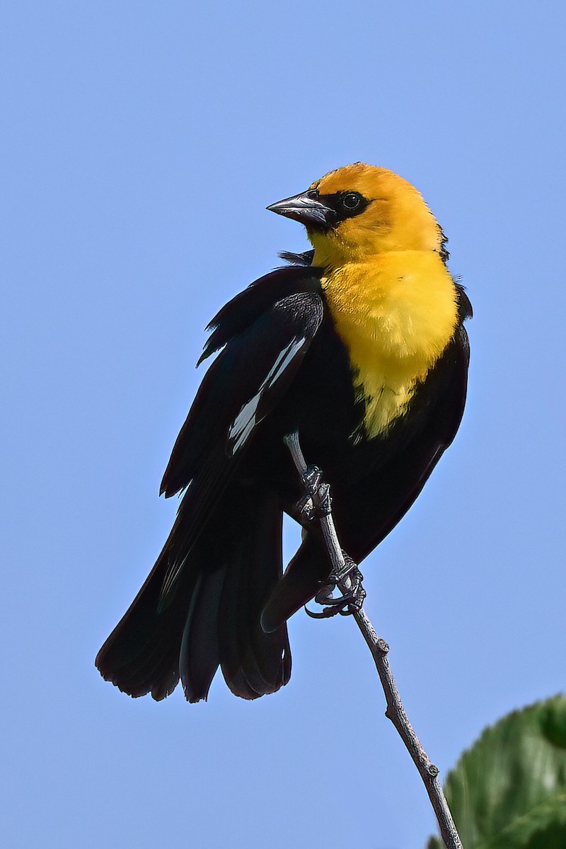 Yellow-headed Blackbird - ML619414847