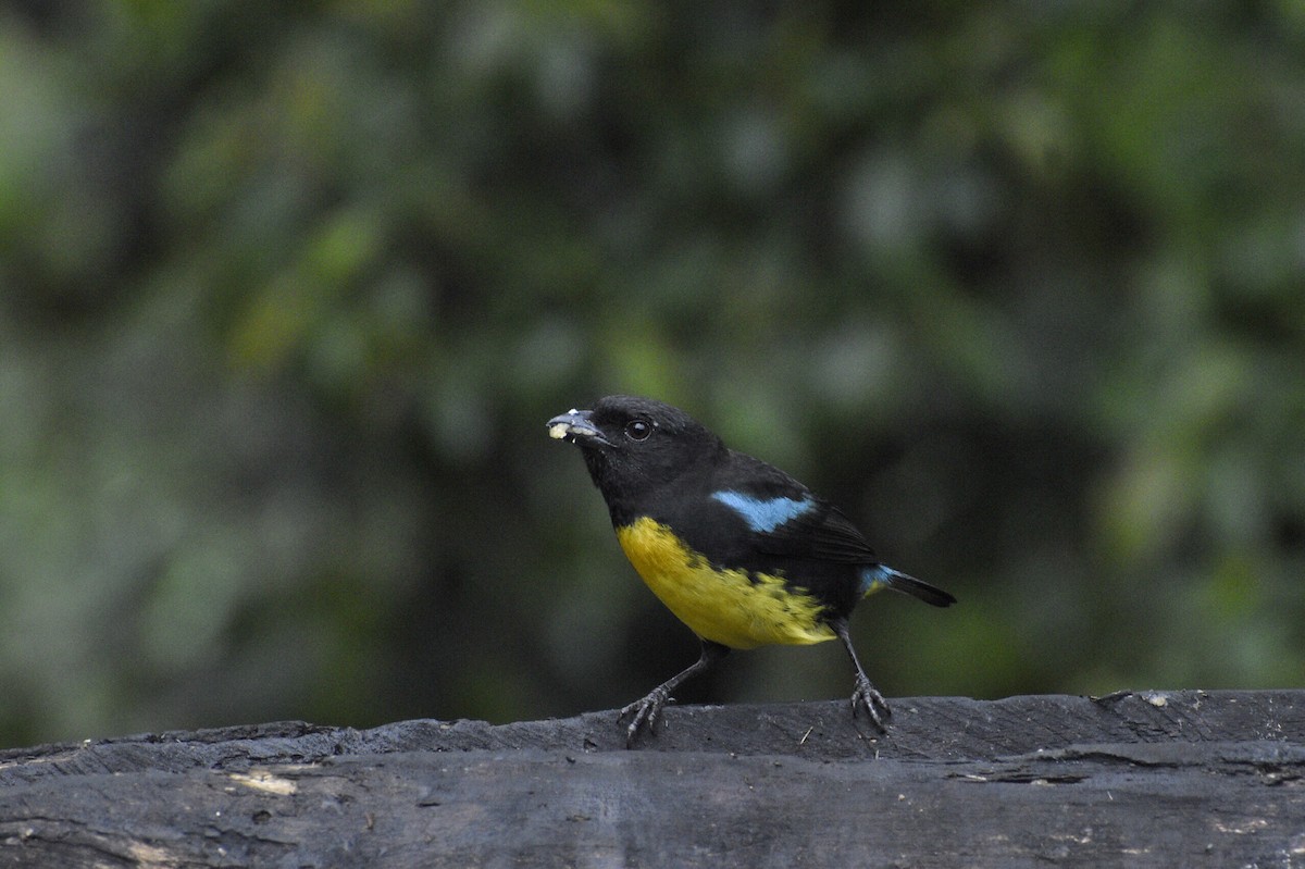 Black-and-gold Tanager - ML619414855