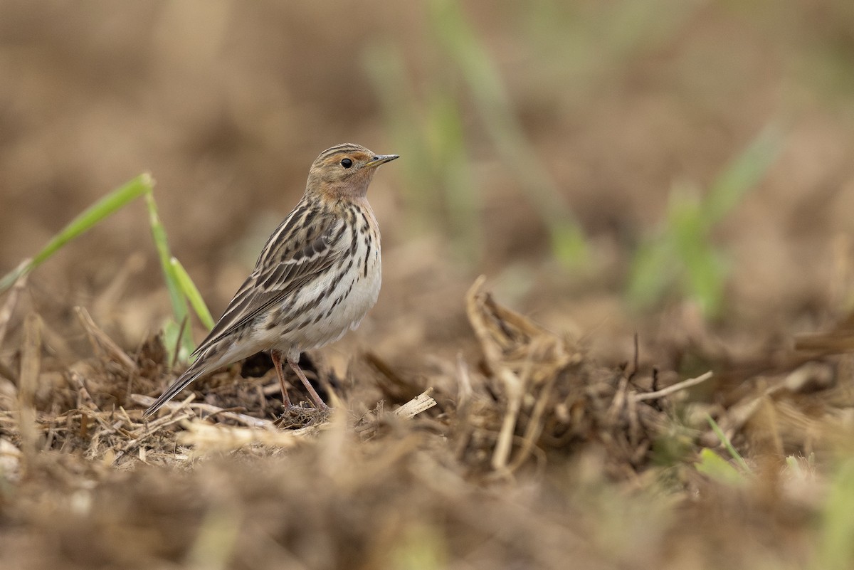 Red-throated Pipit - ML619414868