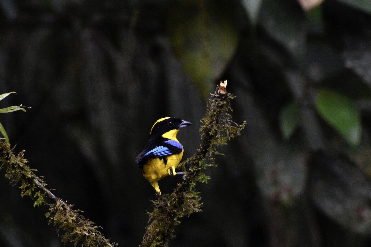 Blue-winged Mountain Tanager - ML619414870