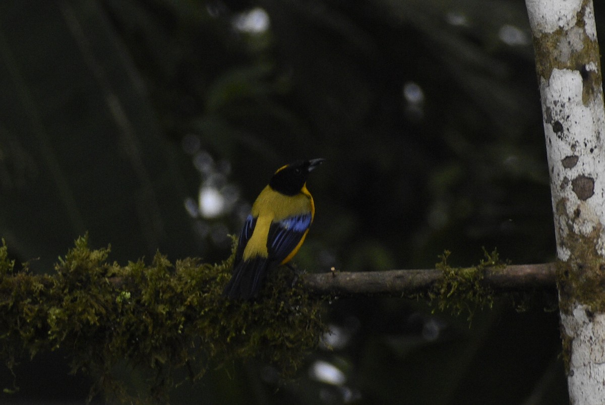 Black-chinned Mountain Tanager - ML619414881