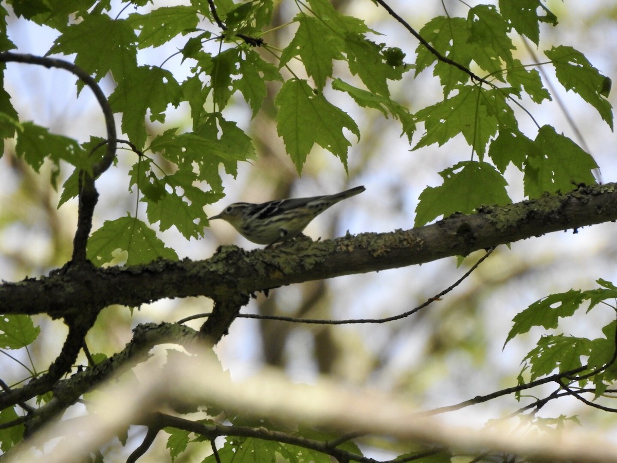 Black-and-white Warbler - ML619414896