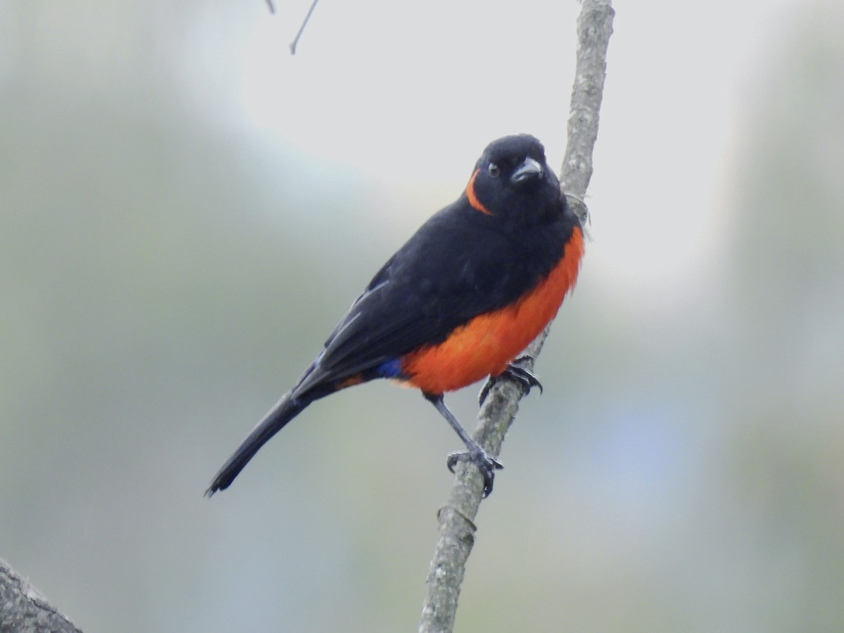Scarlet-bellied Mountain Tanager - ML619414901