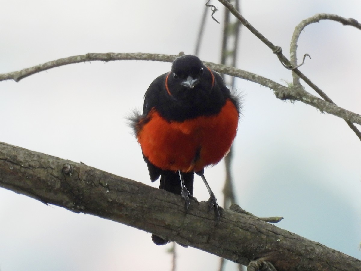 Scarlet-bellied Mountain Tanager - ML619414902