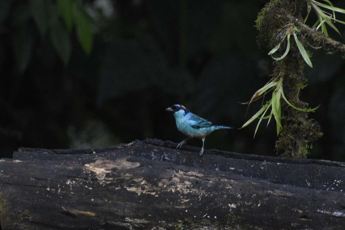 Golden-naped Tanager - ML619414946