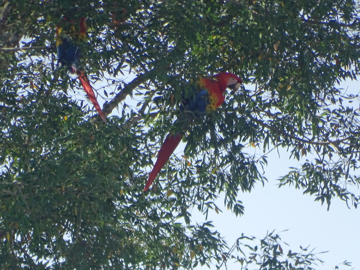 Scarlet Macaw - ML619414950