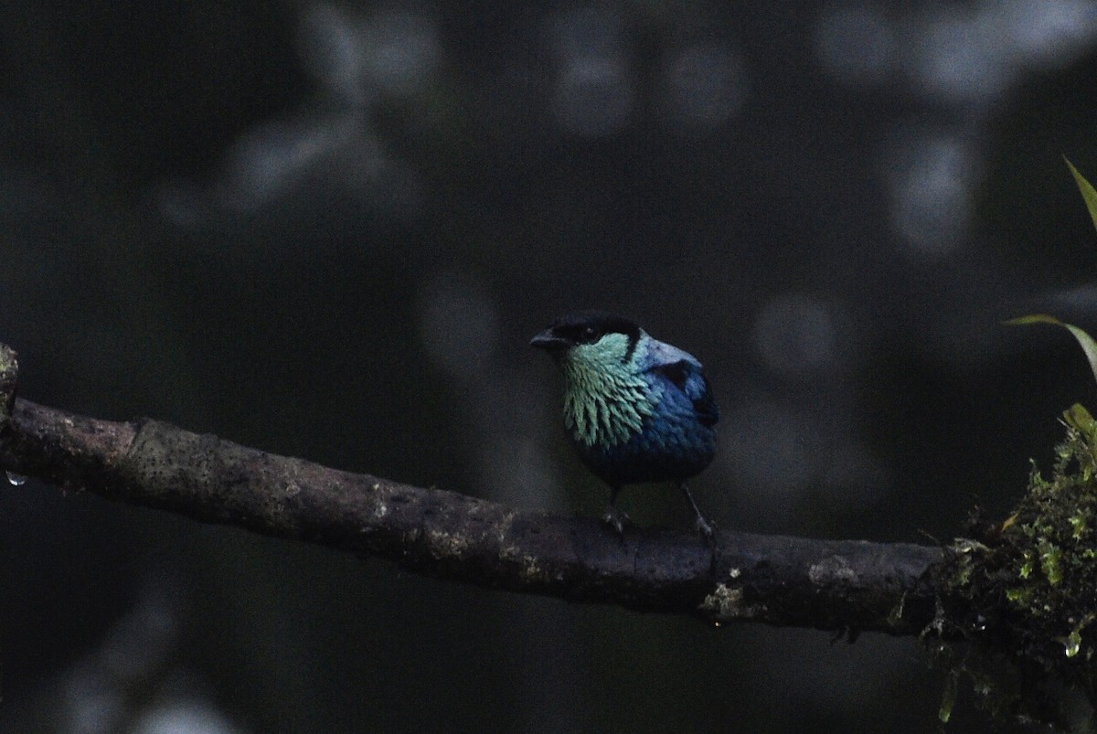 Black-capped Tanager - ML619414953
