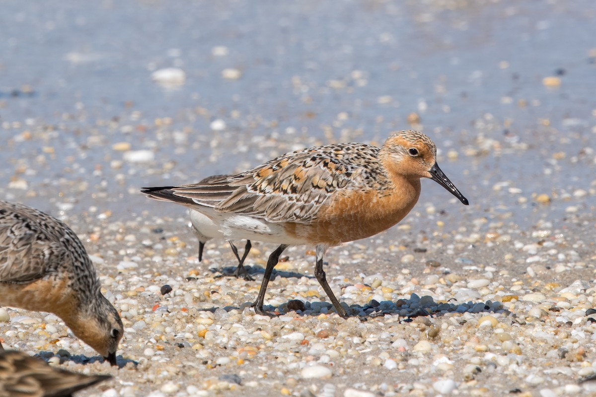 Red Knot - ML619414965