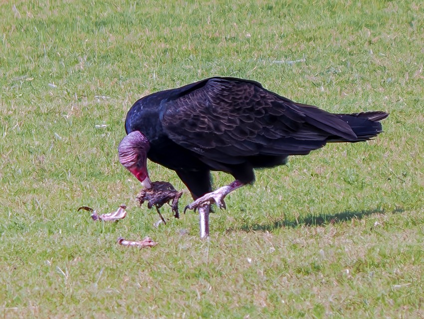 Turkey Vulture - ML619414991