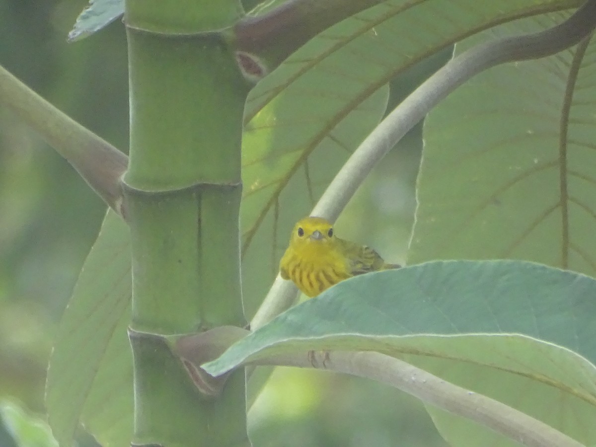 Yellow Warbler - ML619414995