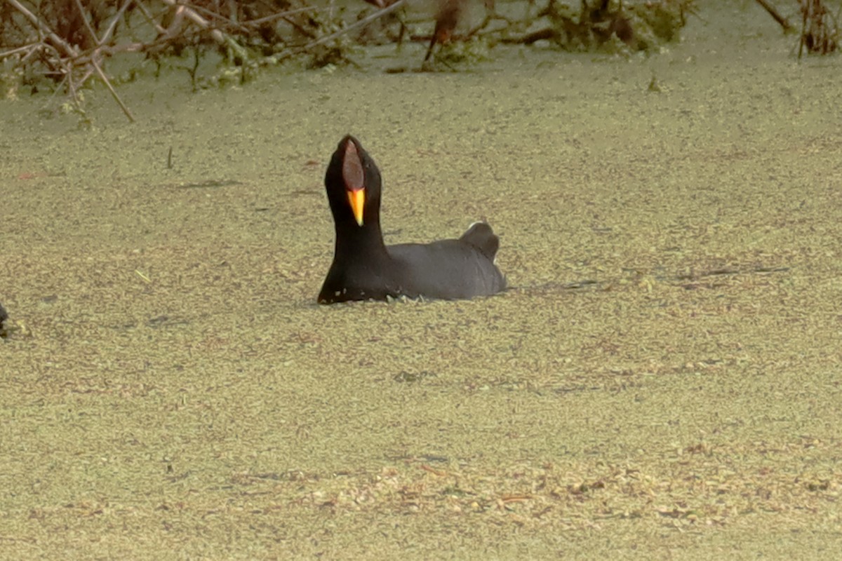 Red-fronted Coot - ML619415005