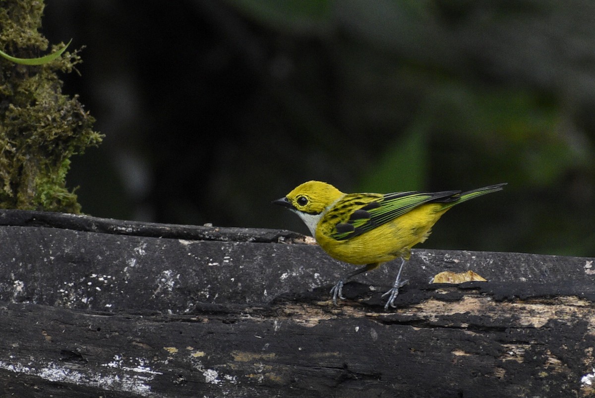 Silver-throated Tanager - ML619415022