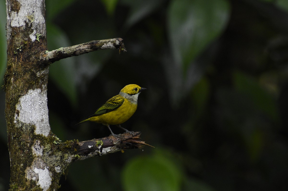 Silver-throated Tanager - ML619415025