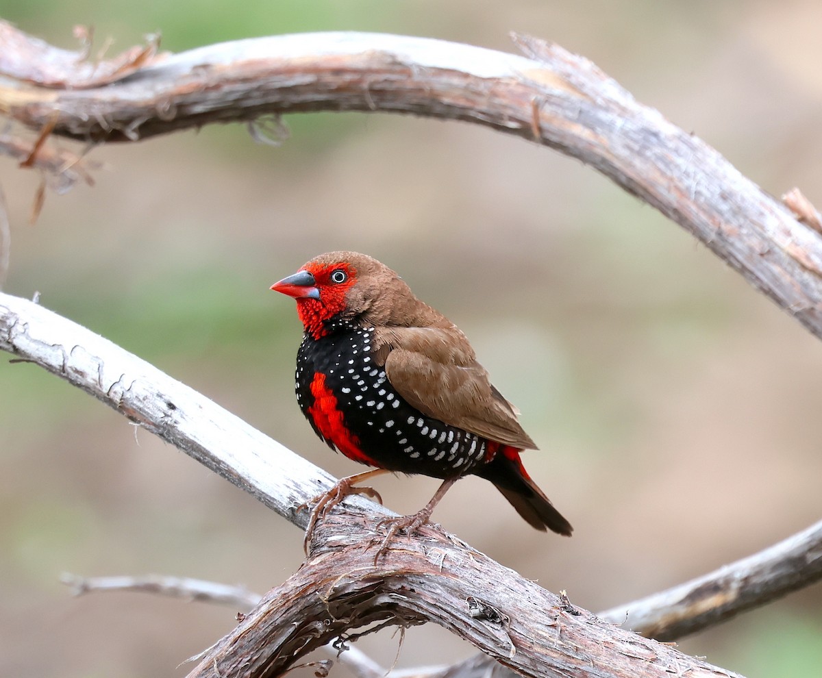 Painted Firetail - ML619415035