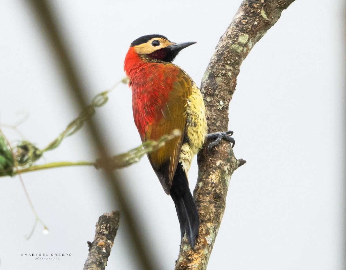 Crimson-mantled Woodpecker - ML619415041