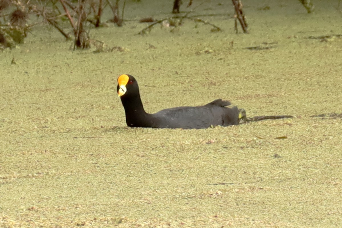 White-winged Coot - ML619415050