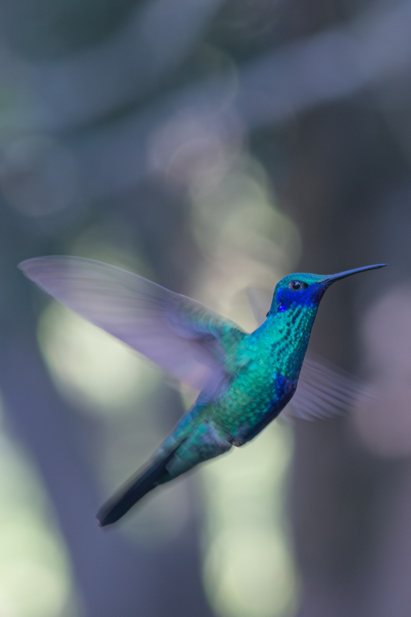 kolibřík modrolící - ML619415074