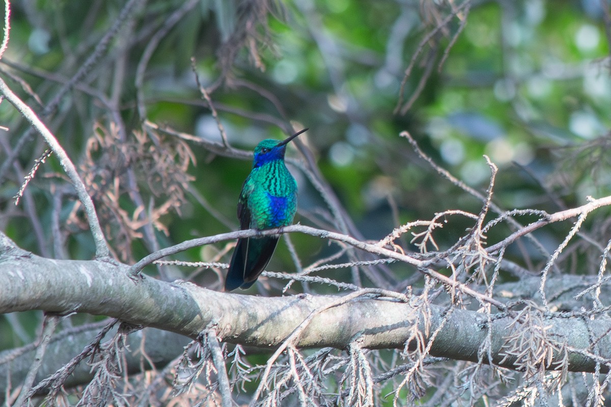 kolibřík modrolící - ML619415075