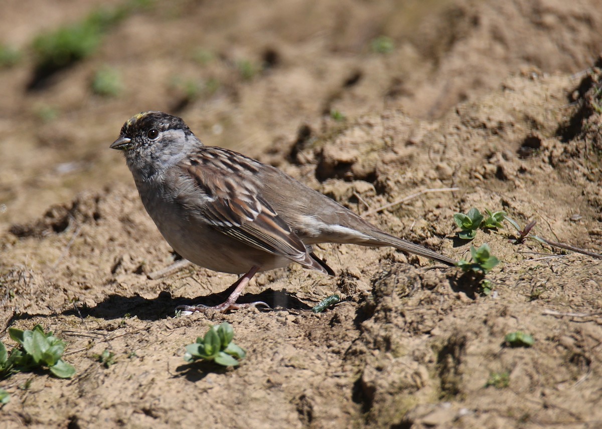 Golden-crowned Sparrow - ML619415102