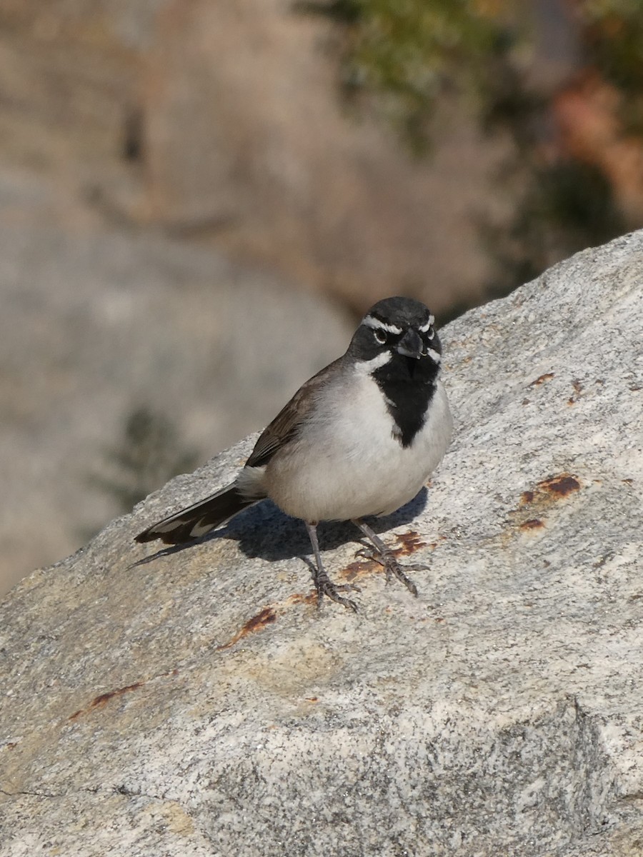 Black-throated Sparrow - ML619415124