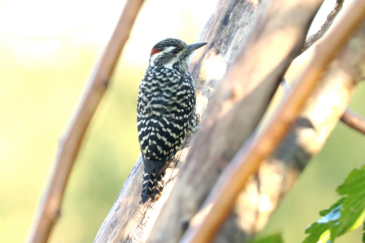 Checkered Woodpecker - ML619415126