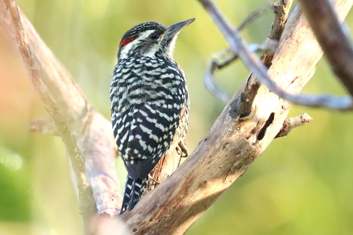 Checkered Woodpecker - ML619415127