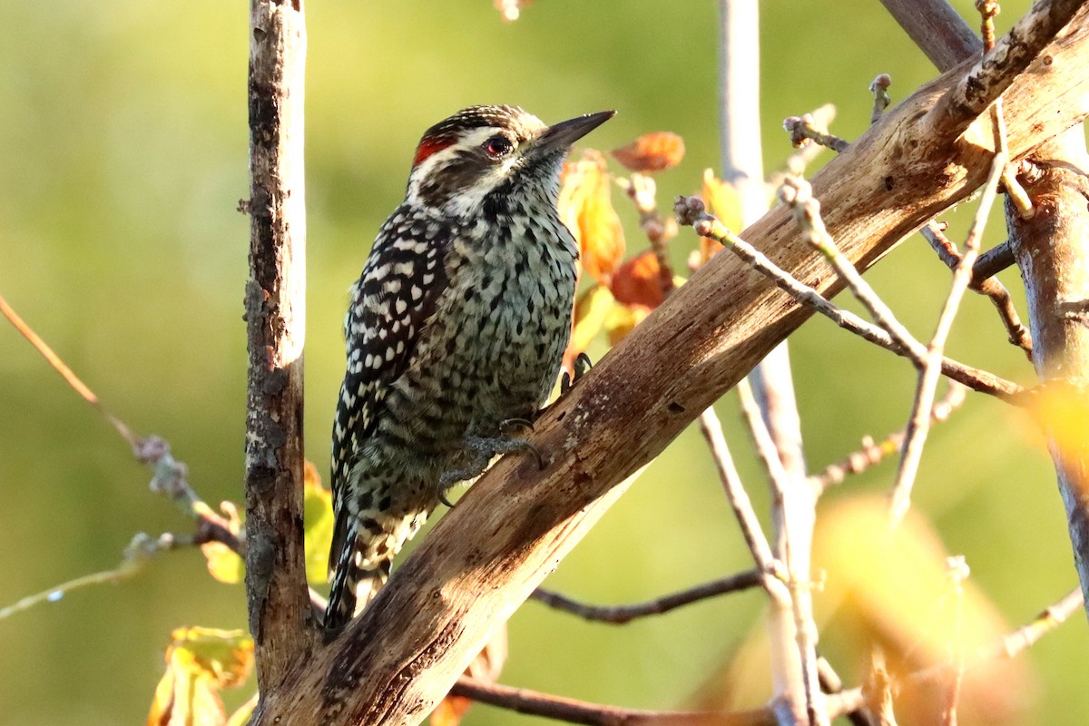 Checkered Woodpecker - ML619415128
