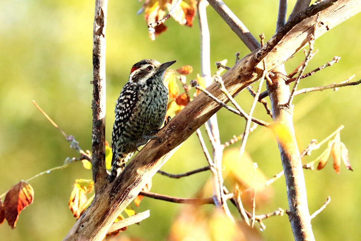 Checkered Woodpecker - ML619415130
