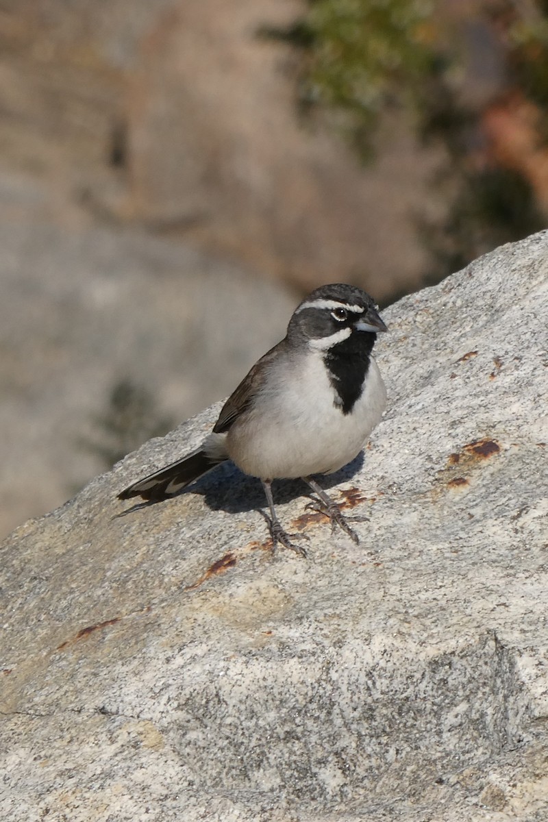 Black-throated Sparrow - ML619415138