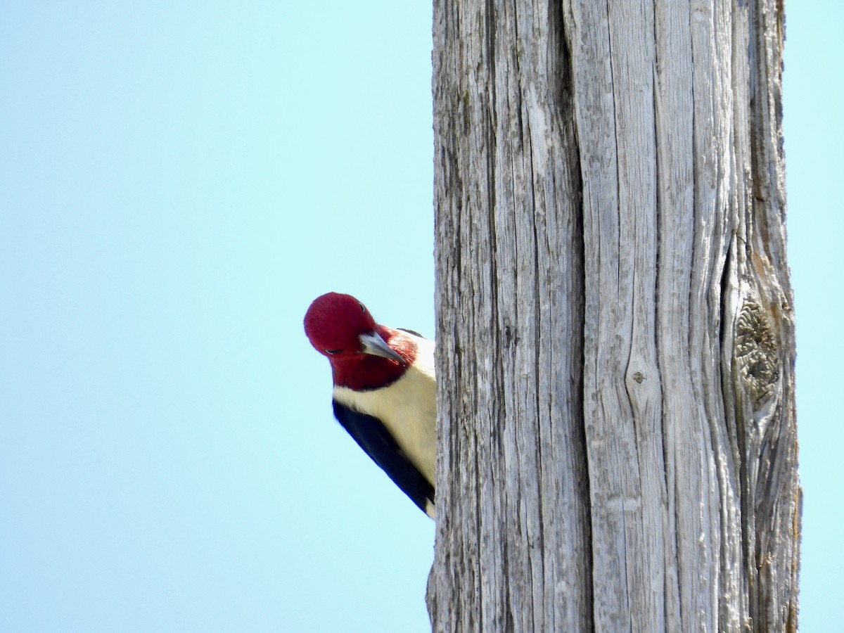 Red-headed Woodpecker - ML619415140