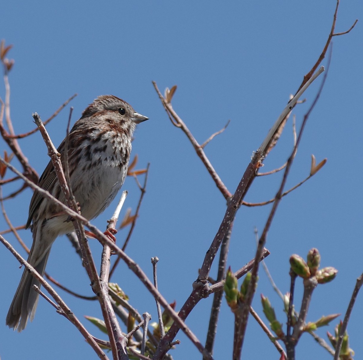 Savannah Sparrow - ML619415161