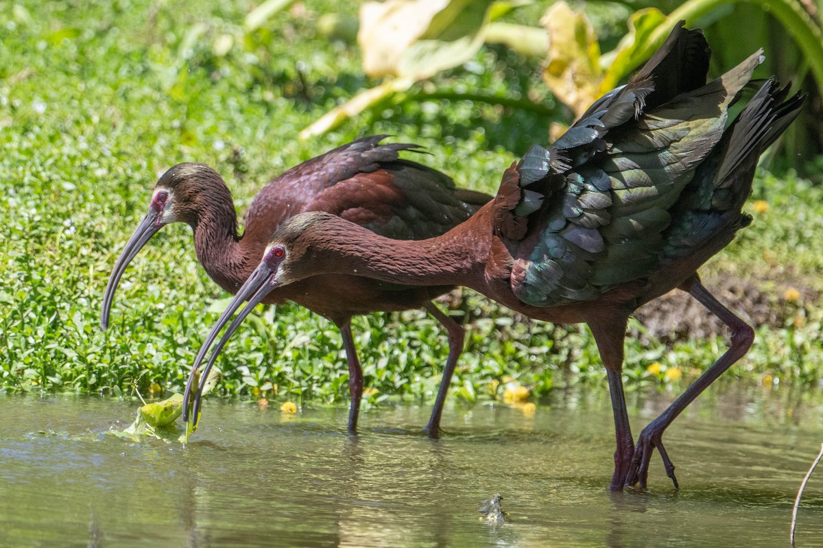 ibis americký - ML619415162