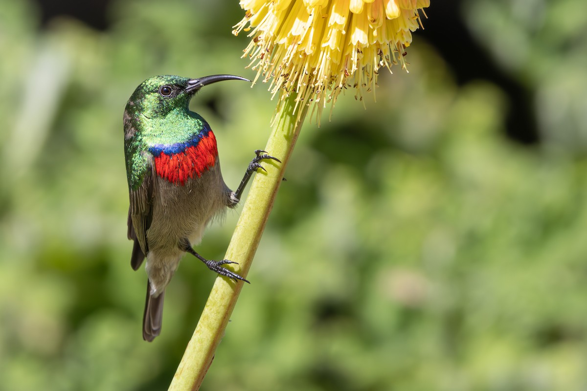 Southern Double-collared Sunbird - ML619415185