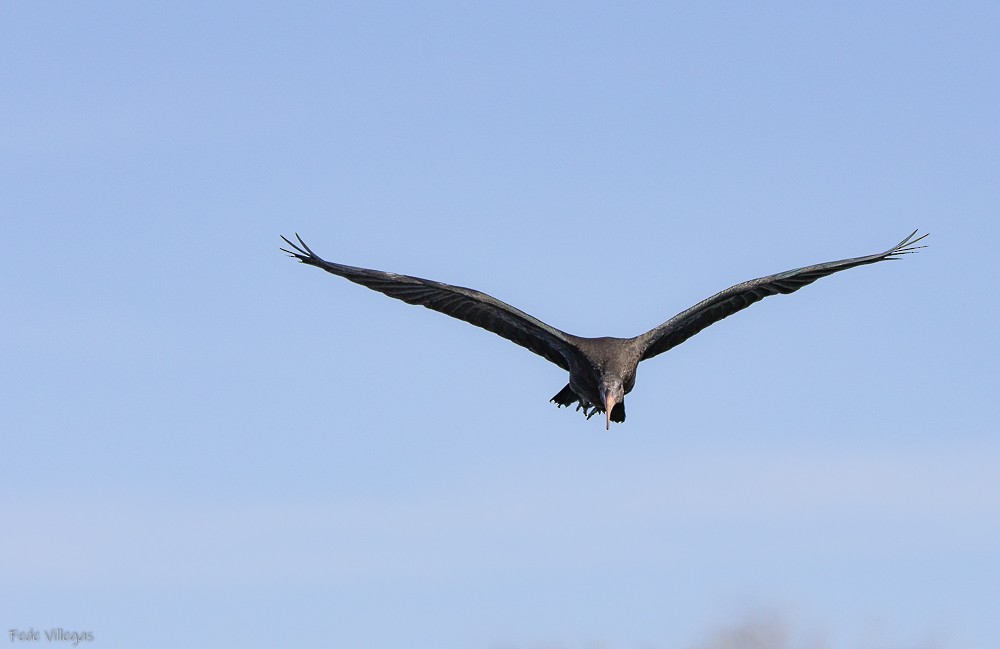 ibis tmavý - ML619415217