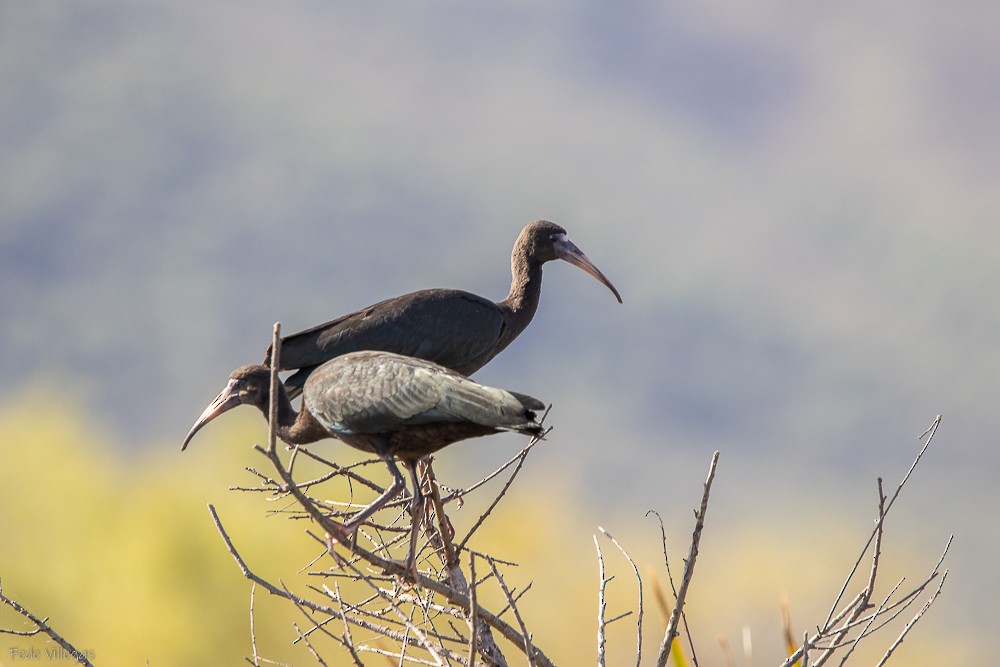 ibis tmavý - ML619415218